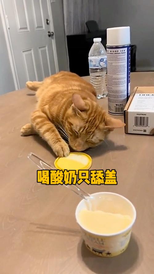 猫咪能吃酸奶么？猫能吃酸奶吧？