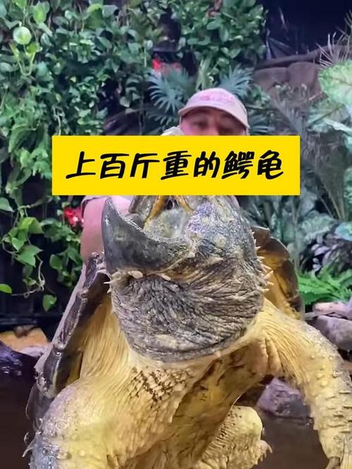 100斤鳄龟要养多少年，一百斤的鳄龟？