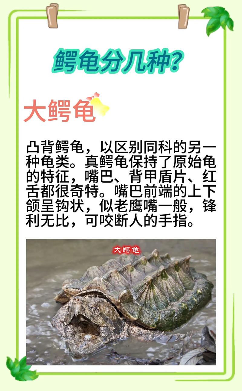 鳄龟养几年才能下蛋