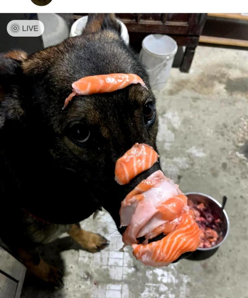 狗狗吃三文鱼为什么会拉稀