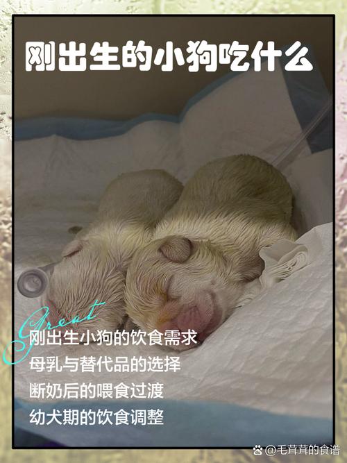 刚出生的小狗吃什么东西