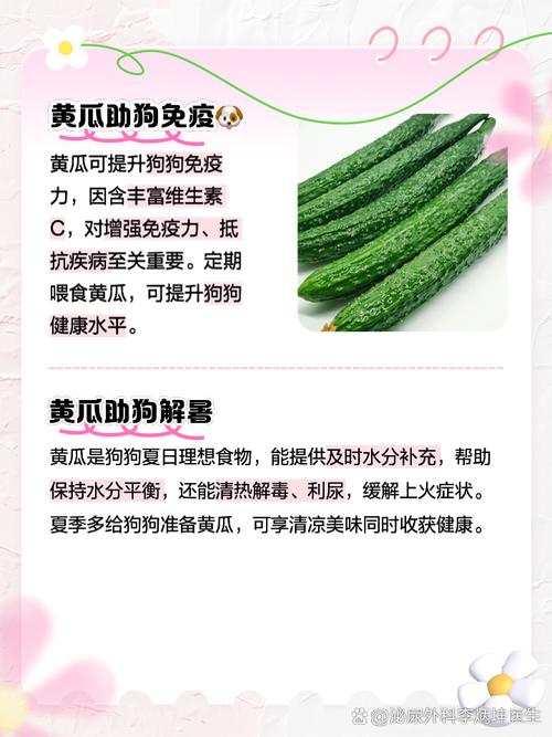 狗吃黄瓜的好处和坏处