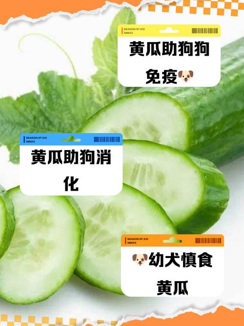 狗狗吃黄瓜有什么好处