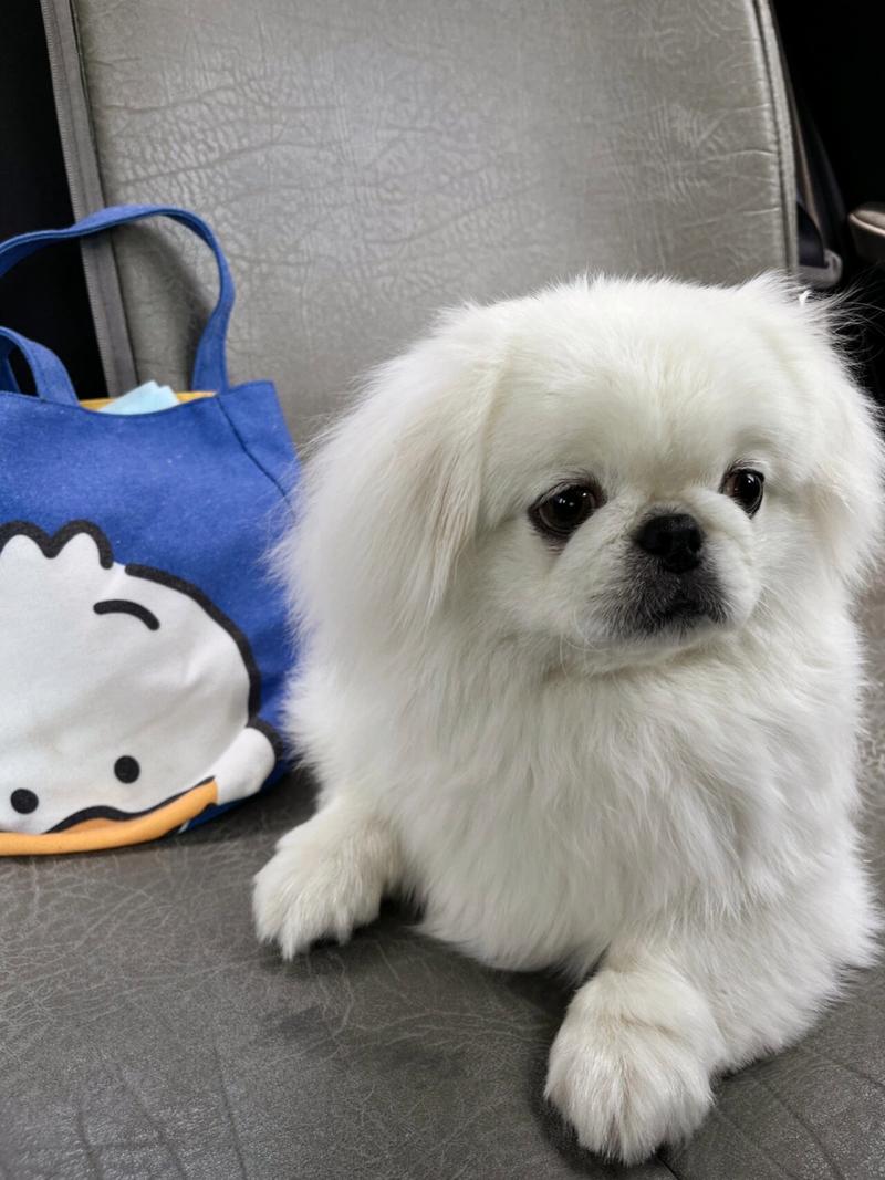 京巴狗小时候什么样子图片