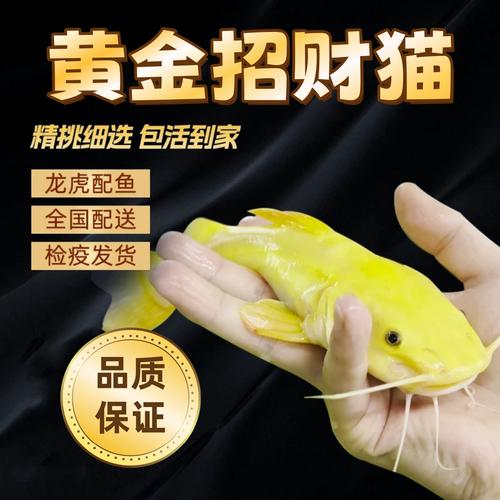 招财猫鱼吃什么?
