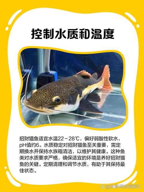 招财猫鱼都喂什么讲究