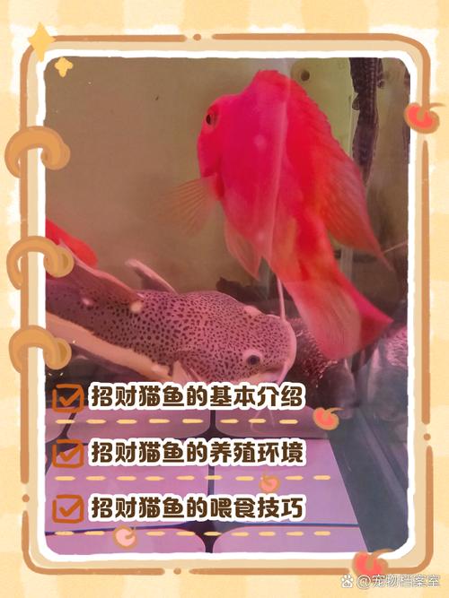 招财猫鱼喂什么小鱼好