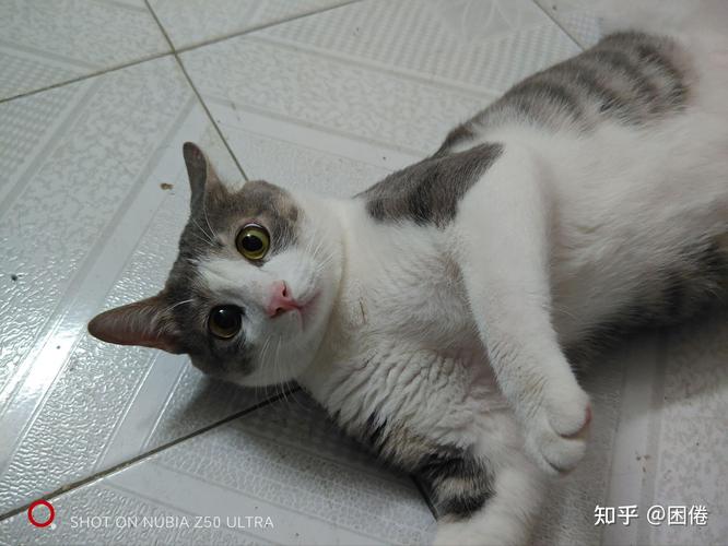 浅灰色狸花猫长大了什么样子?