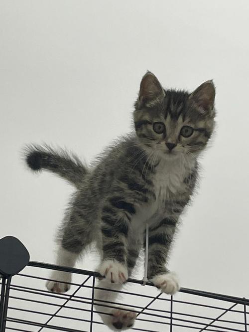 为什么灰色狸花猫罕见