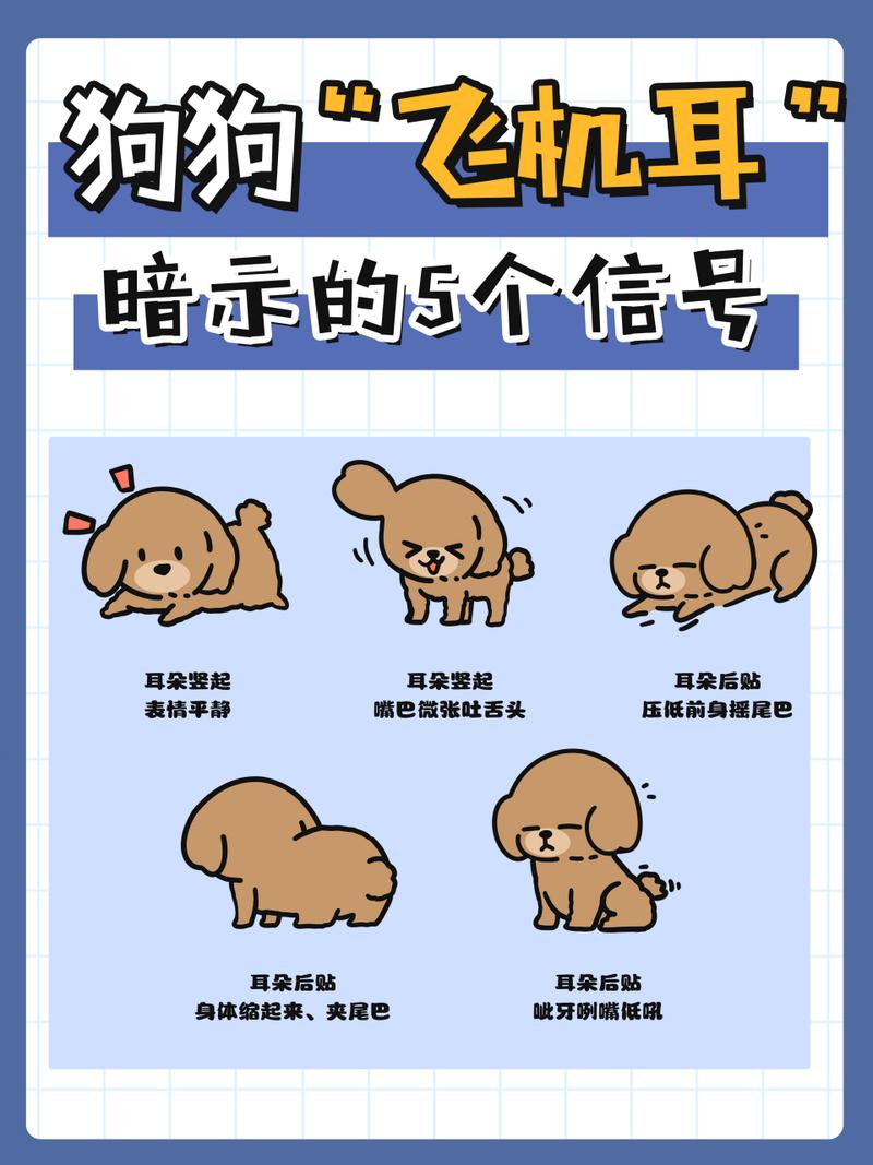 狗狗飞机耳是什么意思?