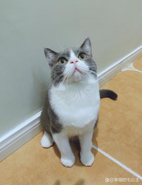灰白色的猫是什么品种