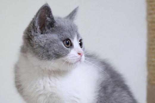 灰白色相间的是什么品种的猫?