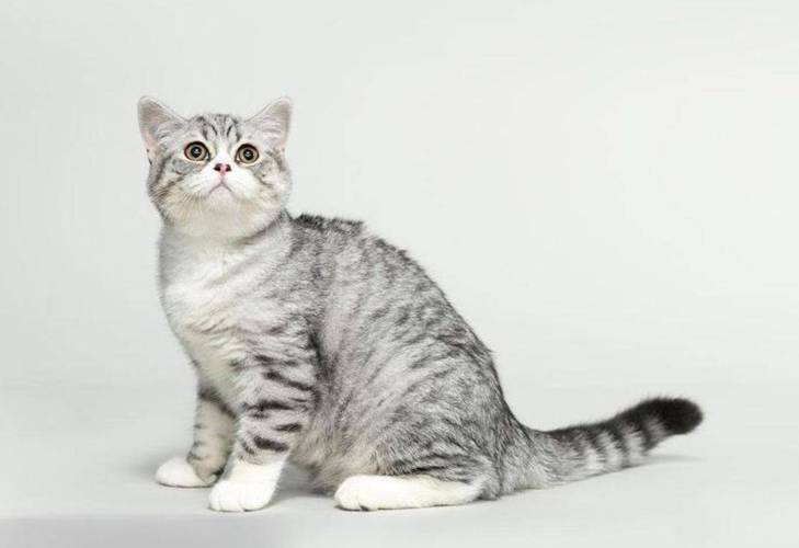 灰白色的猫是啥品种?