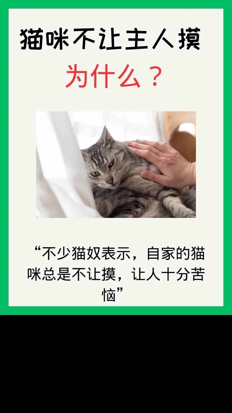 猫咪不让摸怎么办？猫咪不让摸是怎么回事？