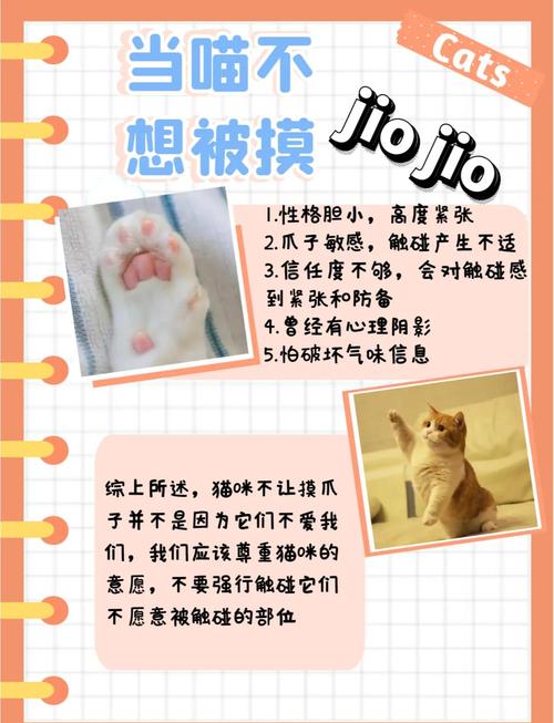 猫咪不让抱不让摸,该怎么训猫?