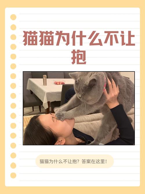 刚买的猫咪不让我摸