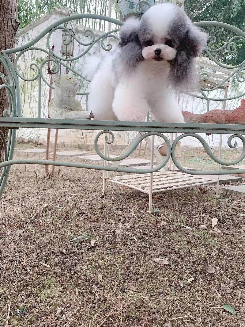 茶杯贵宾多少钱一只,茶杯贵宾犬费用
