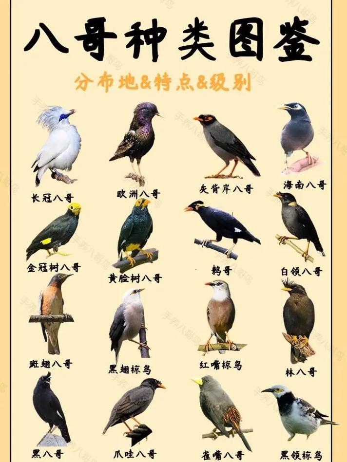 八哥有几个品种?都叫什么?如何判别