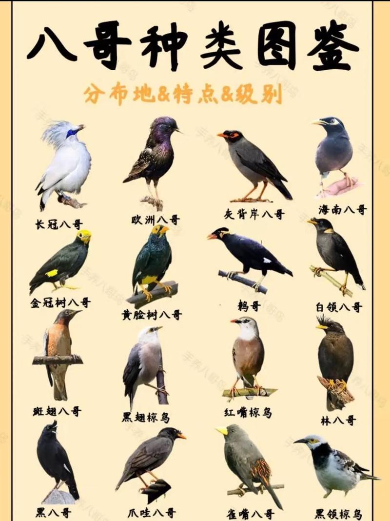 八哥鸟一共有多少个品种