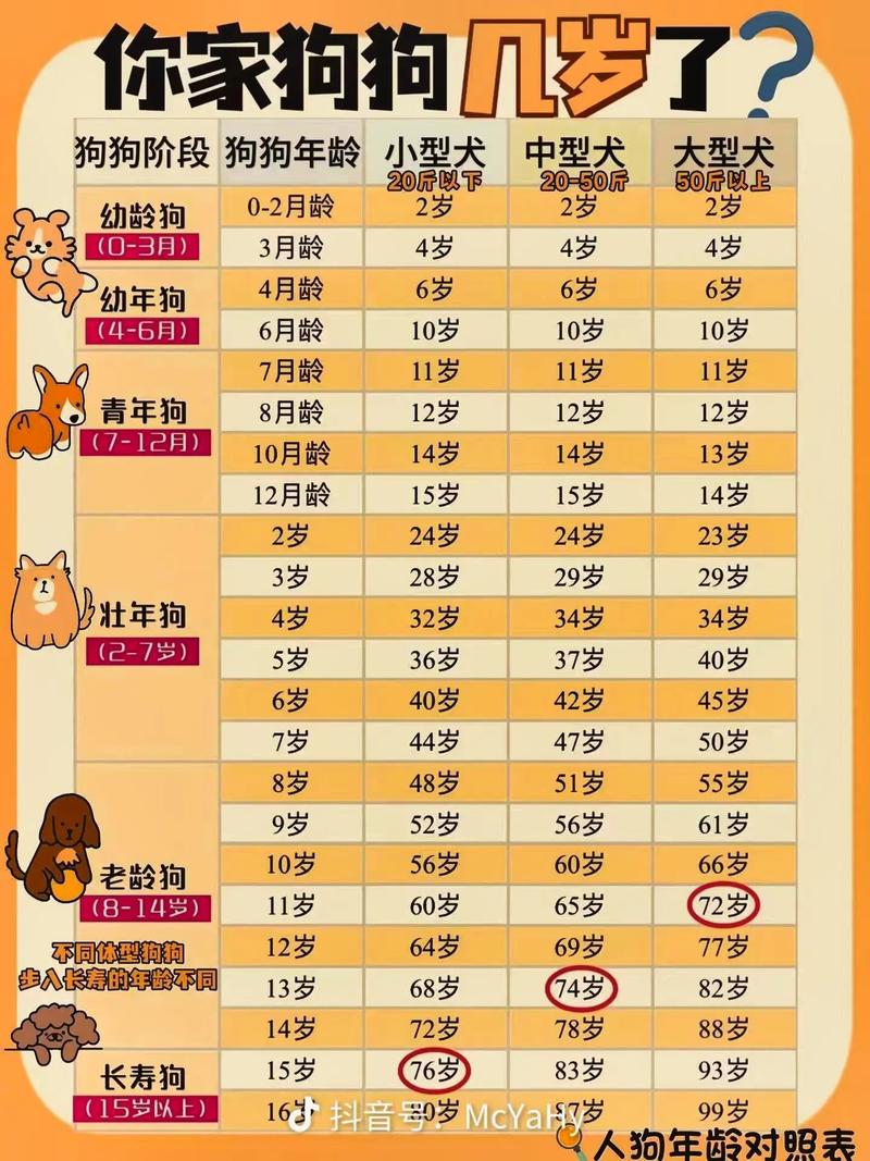 狗狗几个月算一岁