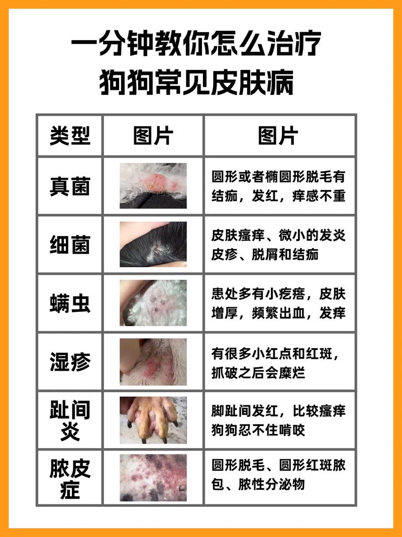 如何去除巴哥犬身上的臭味?