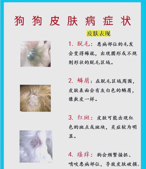 巴哥犬除臭法