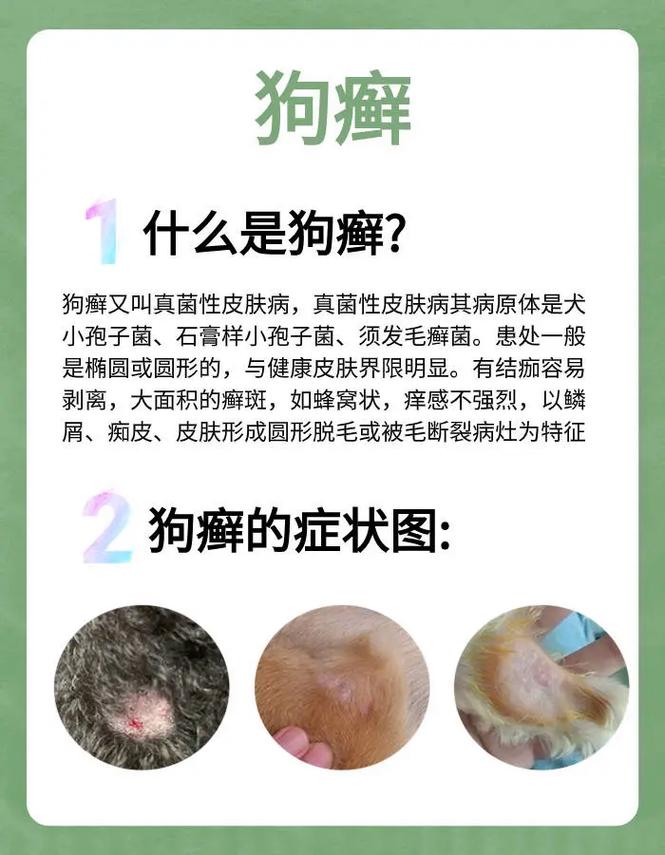 巴哥犬的体臭为什么这么重?如何解决?