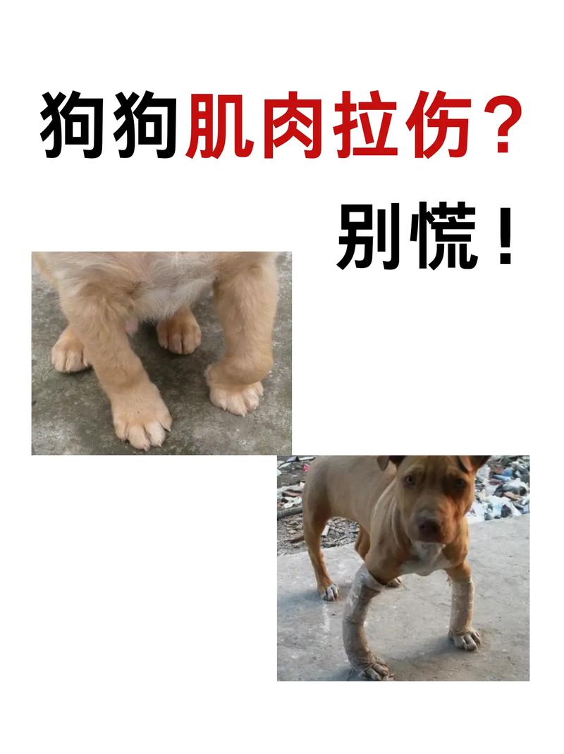 狗狗肌肉拉伤表现