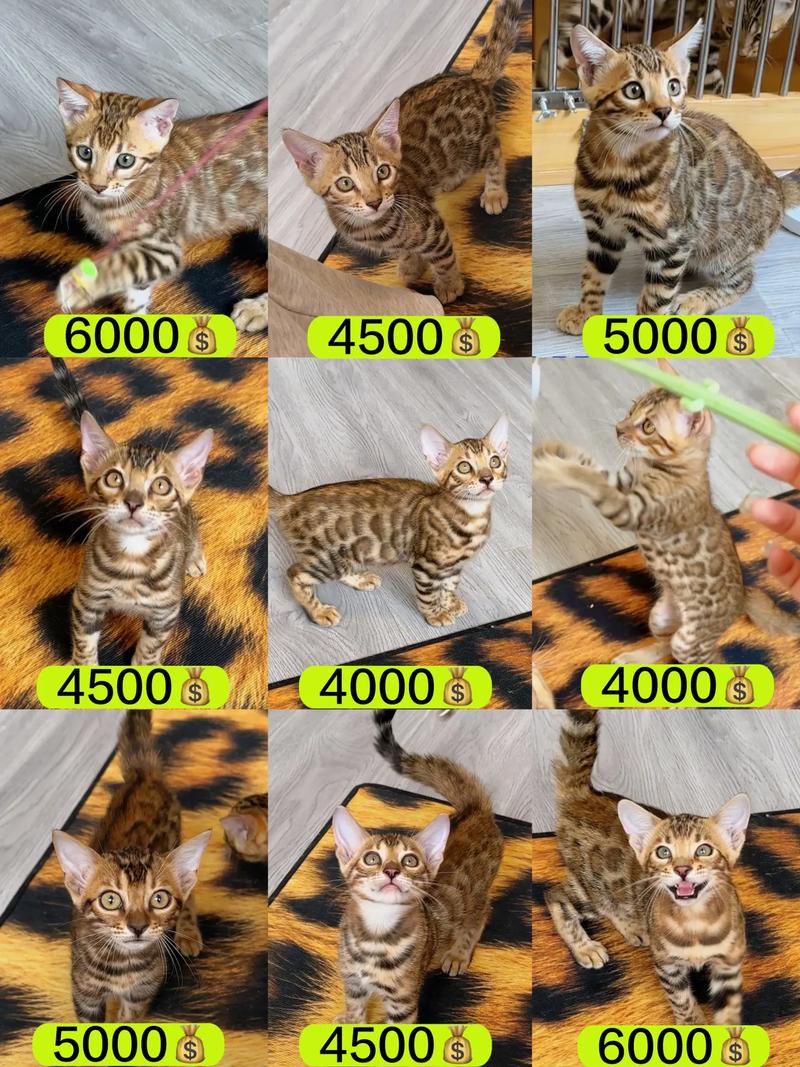 豹猫多少钱一只