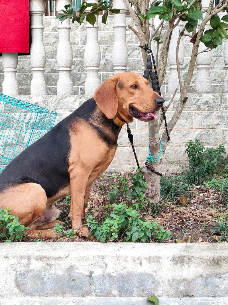 巴尔干猎犬嗅觉如何，巴尔干猎犬性格？