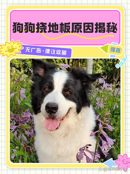 狗狗为什么会挠地板