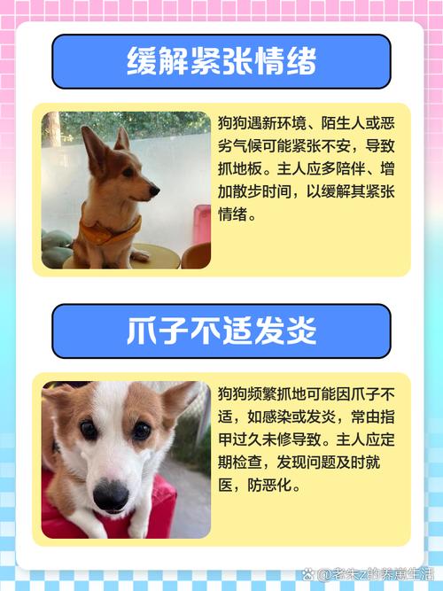 狗狗挠地板是什么原因
