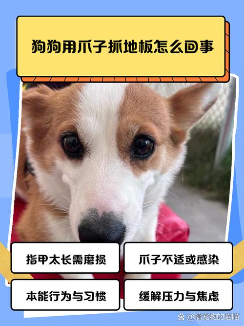 我家狗狗最近总是爱挠地板是怎么了