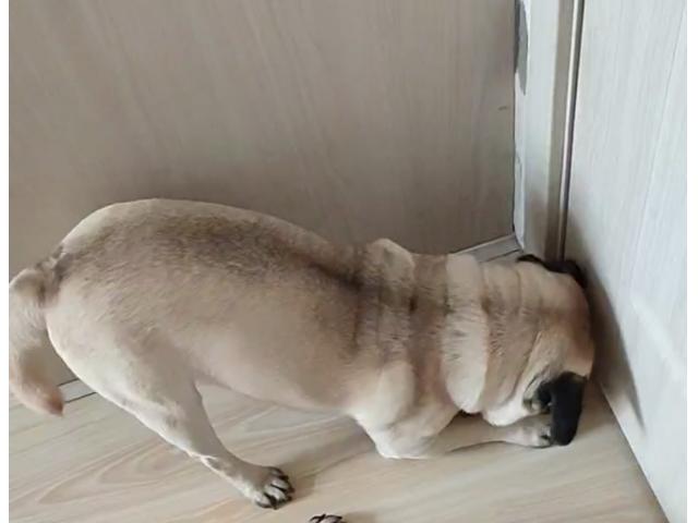 狗狗挠地板是怎么回事