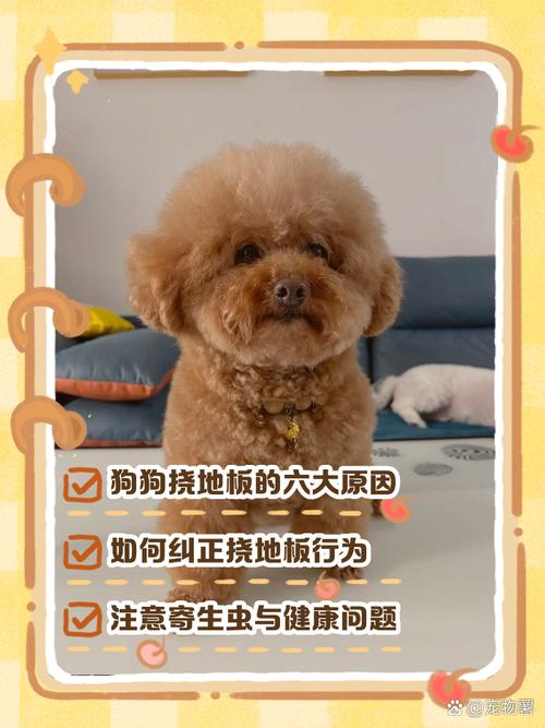狗狗挠地板什么意思