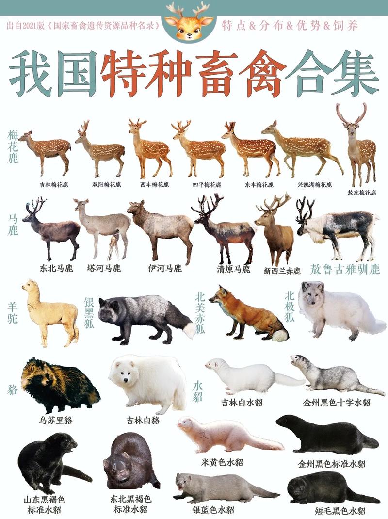 动物的名字都有哪些