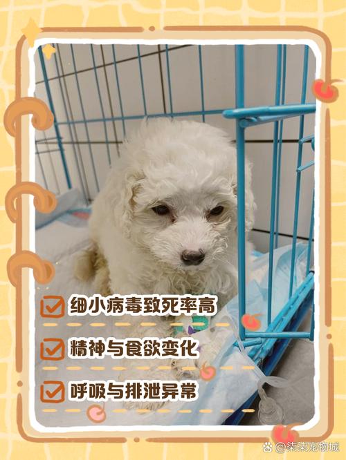 狗狗得了细小快死的征兆