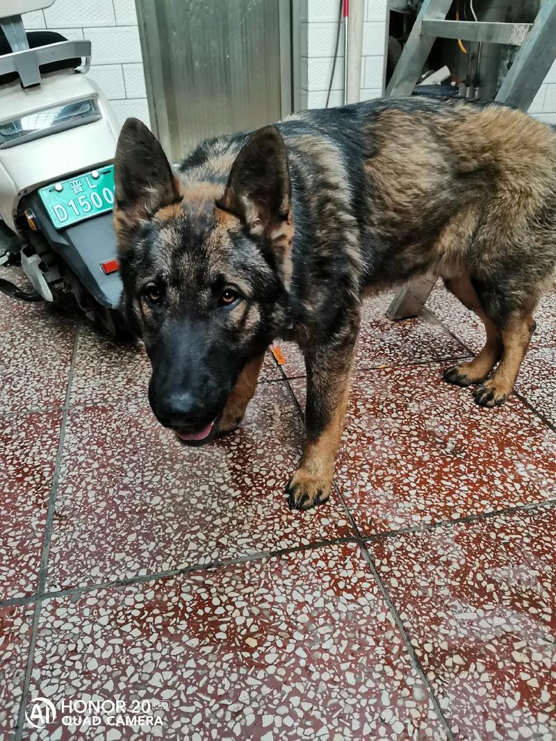 东德牧羊犬体重