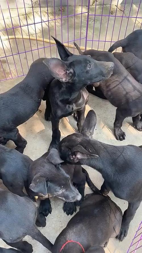 四个多月的黑狼犬才40多公分高正常吗?