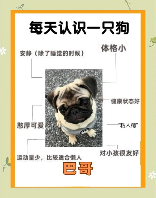巴哥犬的优缺点有哪些