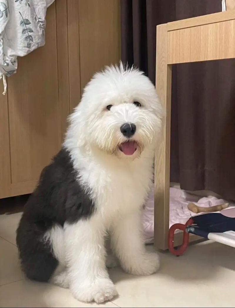 古牧一只多少钱?