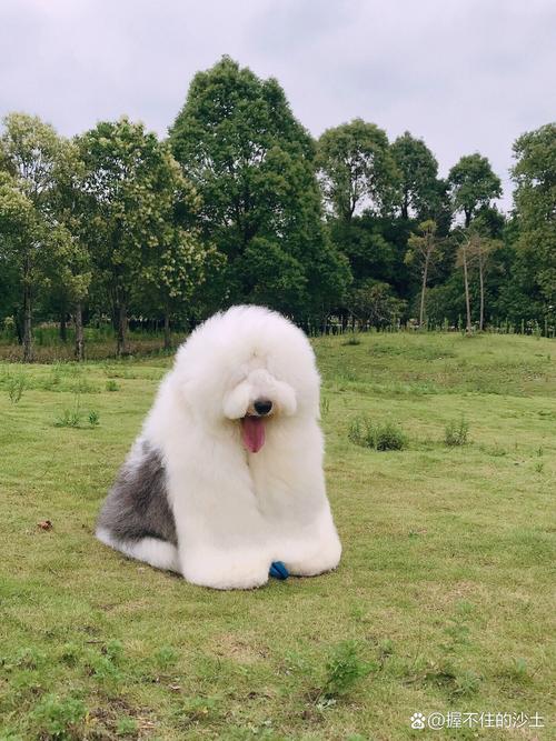 古牧犬什么颜色毛