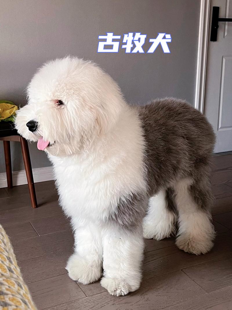 能达到人腰高度,灰白色的毛是什么狗?