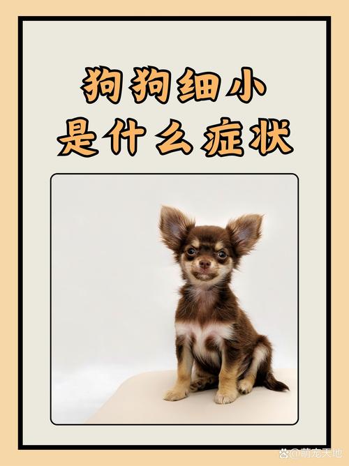 狗狗得细小会发烧吗？狗得细小会不会发烧？