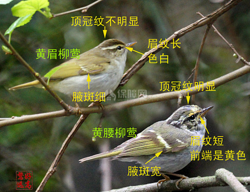 黄腰柳莺公母的区别，黄腰柳莺什么时候来北方？
