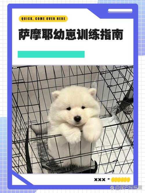 萨摩耶怎么训练听话