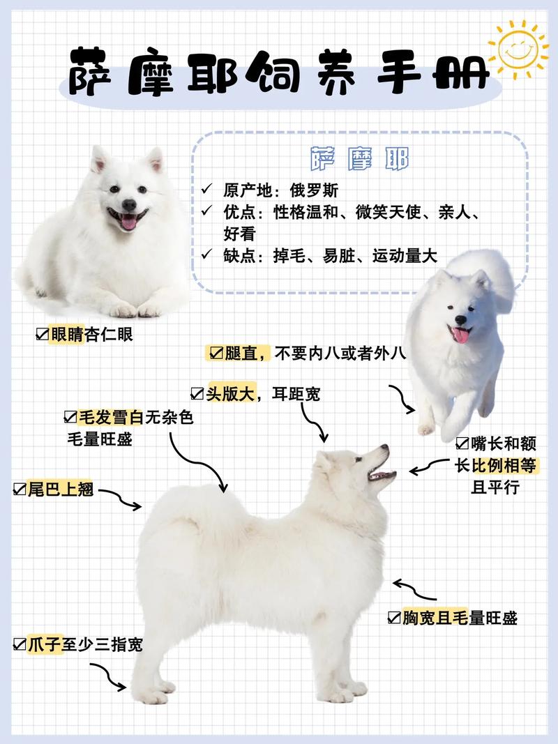 萨摩耶怎么训练才听话的