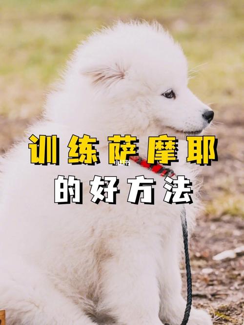 怎样训练萨摩耶?