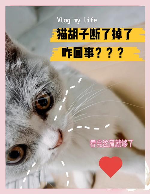 猫胡子断了是什么情况?