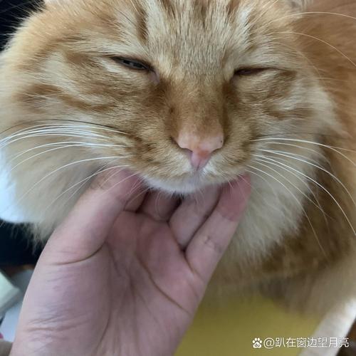 小猫的胡子为什么断了